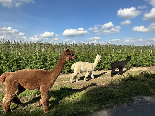 R&R van Rens Boomkwekerijen