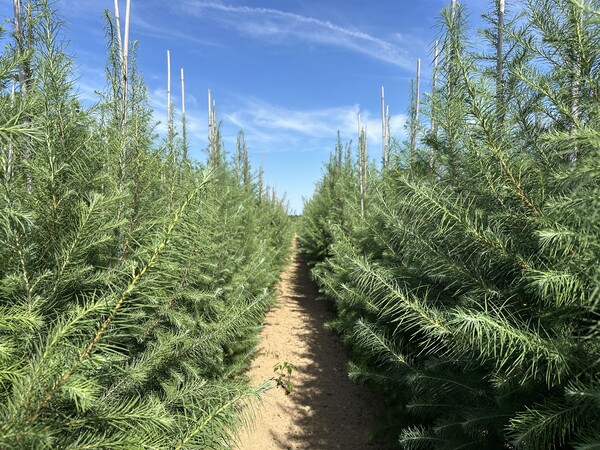R&R van Rens Boomkwekerijen