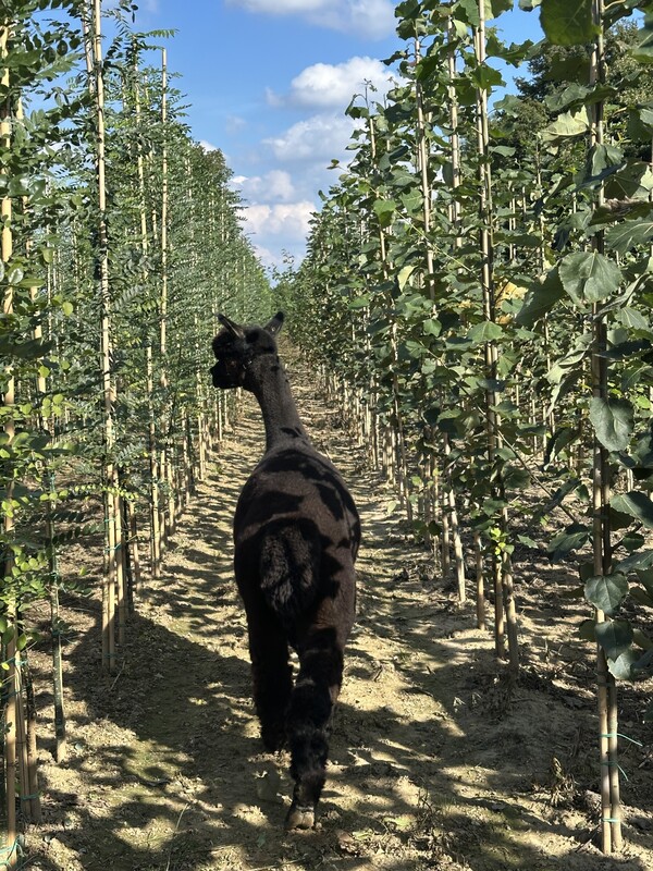R&R van Rens Boomkwekerijen