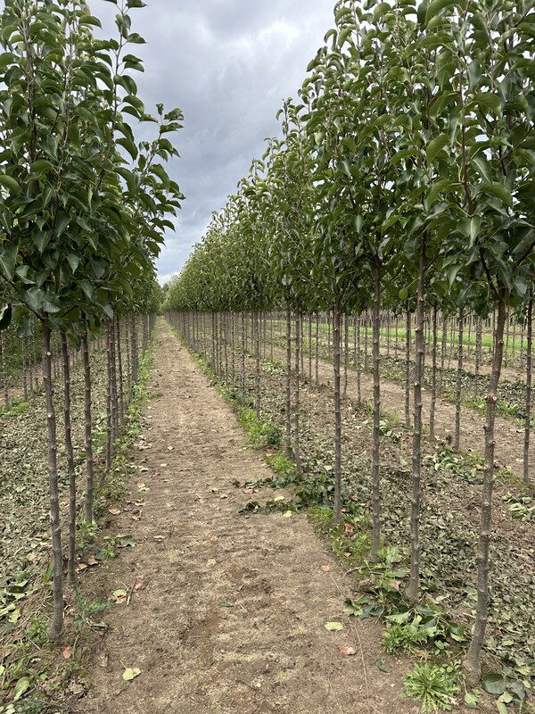 R&R van Rens Boomkwekerijen