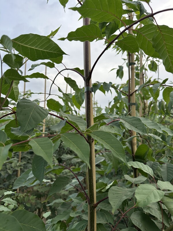 R&R van Rens Boomkwekerijen