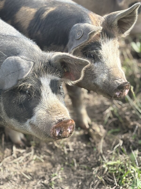 Timber Hoeve - Landwinkel & Pluktuin