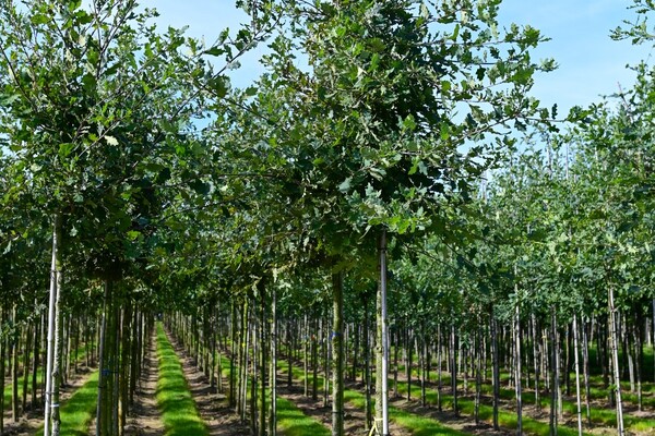 Boomkwekerij Marcel Heiming