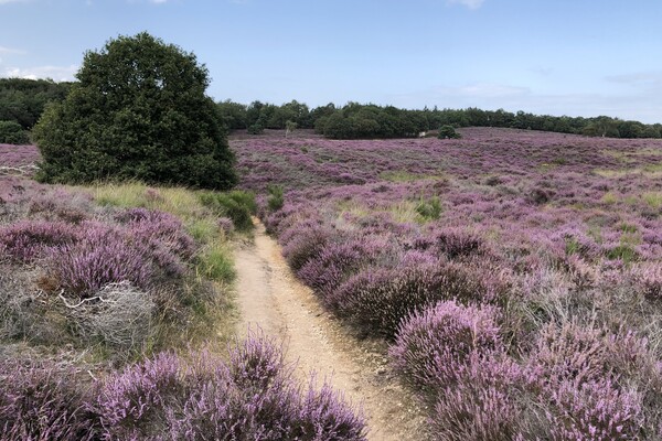 Wandelroute: Mookerheide Klein Amerika