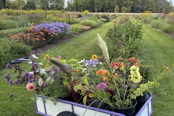 Timber Hoeve - Landwinkel & Pluktuin